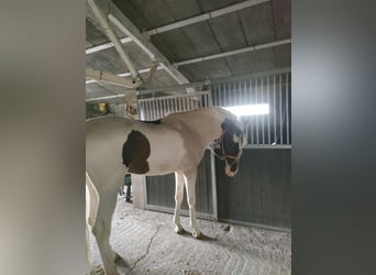 Spanisches Sportpferd Mix, Hengst, 6 Jahre, 173 cm, Schecke