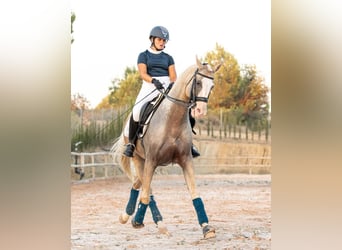 Spanisches Sportpferd Mix, Hengst, 9 Jahre, 167 cm, Palomino