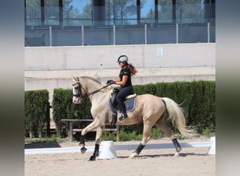 Spanisches Sportpferd, Hengst, 9 Jahre, 167 cm, Palomino