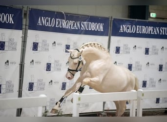 Spanisches Sportpferd, Hengst, 9 Jahre, 162 cm, Cremello