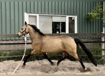 Spanisches Sportpferd, Hengst, 9 Jahre, 162 cm, Cremello