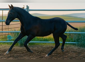 Spanisches Sportpferd, Hengst, Fohlen (04/2025), 165 cm, Rappe