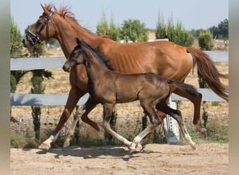Spanisches Sportpferd, Hengst, Fohlen (01/2025), Brauner