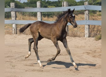 Spanisches Sportpferd, Hengst, Fohlen (01/2025), Brauner