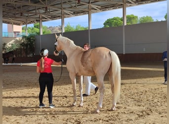 Spanisches Sportpferd, Hengst, 8 Jahre, 167 cm, Palomino
