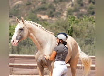 Spanisches Sportpferd, Hengst, 8 Jahre, 167 cm, Palomino