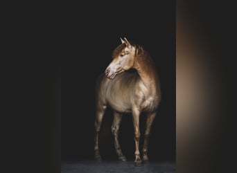 Spanisches Sportpferd, Hengst, 10 Jahre, 163 cm, Perlino