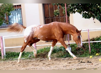 Spanisches Sportpferd, Hengst, 3 Jahre, 174 cm, Tigerschecke