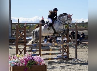 Spanisches Sportpferd Mix, Stute, 10 Jahre, 152 cm, Schimmel