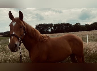 Spanisches Sportpferd Mix, Stute, 10 Jahre, 155 cm, Fuchs