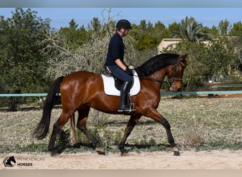 Spanisches Sportpferd, Stute, 10 Jahre, 160 cm, Brauner