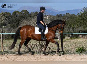 Spanisches Sportpferd, Stute, 10 Jahre, 160 cm, Brauner