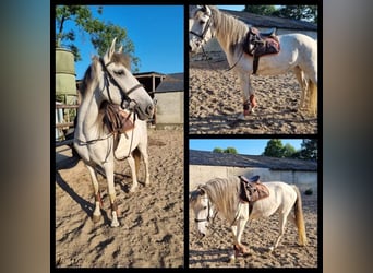 Spanisches Sportpferd Mix, Stute, 10 Jahre, 163 cm, Blauschimmel