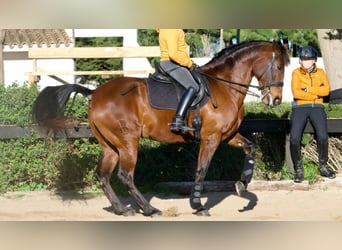 Spanisches Sportpferd, Stute, 10 Jahre, 170 cm, Rotbrauner