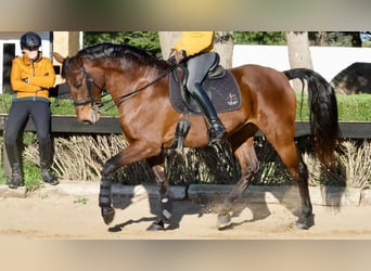 Spanisches Sportpferd, Stute, 10 Jahre, 170 cm, Rotbrauner