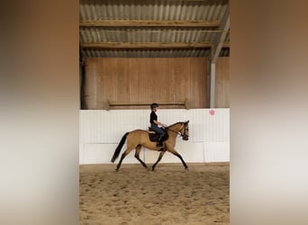 Spanisches Sportpferd, Stute, 11 Jahre, 158 cm, Buckskin