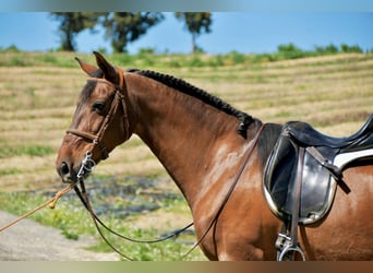 Spanisches Sportpferd, Stute, 11 Jahre, 161 cm, Brauner