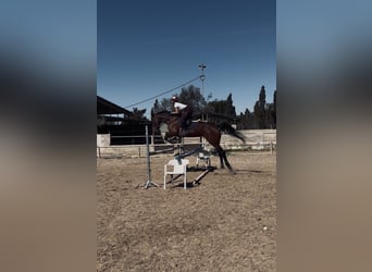 Spanisches Sportpferd, Stute, 11 Jahre, 171 cm, Brauner