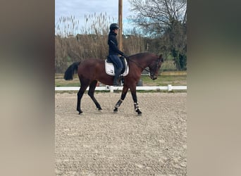 Spanisches Sportpferd, Stute, 12 Jahre, 162 cm, Dunkelbrauner