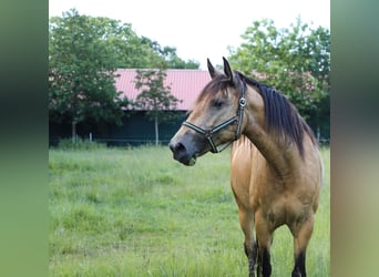Spanisches Sportpferd, Stute, 12 Jahre, Falbe