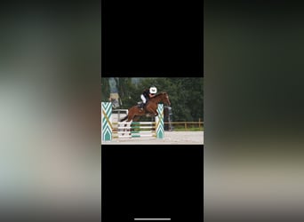 Spanisches Sportpferd, Stute, 13 Jahre, 148 cm, Fuchs