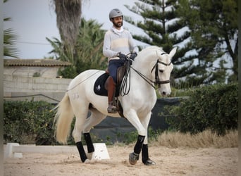 Spanisches Sportpferd, Stute, 13 Jahre, 165 cm, Schimmel