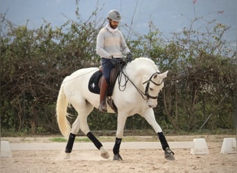 Spanisches Sportpferd, Stute, 13 Jahre, 165 cm, Schimmel