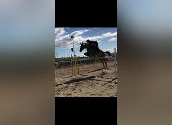 Spanisches Sportpferd, Stute, 13 Jahre, 168 cm, Brauner