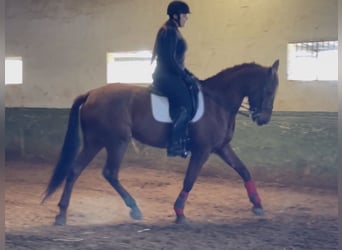 Spanisches Sportpferd, Stute, 13 Jahre, 169 cm, Dunkelfuchs