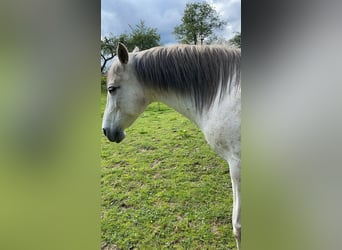 Spanisches Sportpferd Mix, Stute, 14 Jahre, 150 cm, Blauschimmel