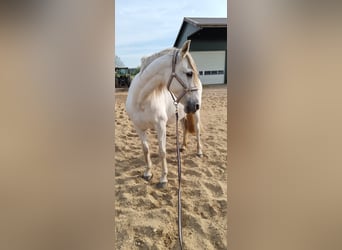 Spanisches Sportpferd, Stute, 14 Jahre, 160 cm, Schimmel
