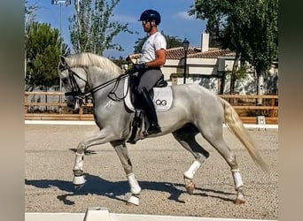 Spanisches Sportpferd, Stute, 14 Jahre, 167 cm, Schimmel