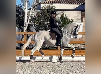 Spanisches Sportpferd, Stute, 14 Jahre, 167 cm, Schimmel