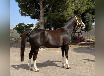 Spanisches Sportpferd, Stute, 14 Jahre, 168 cm, Dunkelfuchs