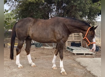 Spanisches Sportpferd, Stute, 14 Jahre, 168 cm, Dunkelfuchs