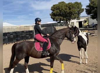 Spanisches Sportpferd, Stute, 14 Jahre, 168 cm, Dunkelfuchs