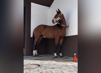 Spanisches Sportpferd, Stute, 14 Jahre, 169 cm, Brauner