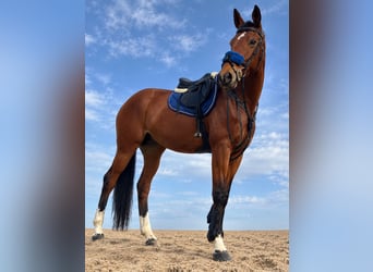 Spanisches Sportpferd, Stute, 14 Jahre, 169 cm, Brauner