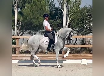 Spanisches Sportpferd, Stute, 14 Jahre, 170 cm, Schimmel