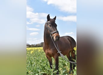 Spanisches Sportpferd, Stute, 15 Jahre, 140 cm, Brauner