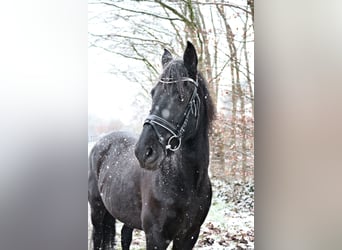 Spanisches Sportpferd Mix, Stute, 15 Jahre, 148 cm, Rappe