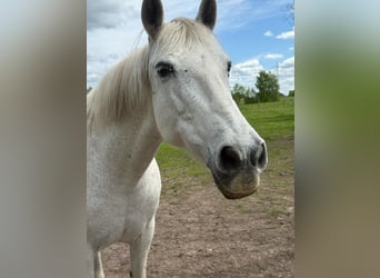 Spanisches Sportpferd, Stute, 15 Jahre, 154 cm, Schimmel