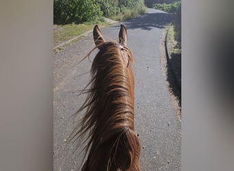 Spanisches Sportpferd, Stute, 15 Jahre, 160 cm, Fuchs