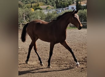 Spanisches Sportpferd, Stute, 15 Jahre, 166 cm, Fuchs