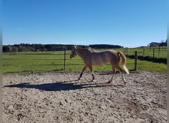 Spanisches Sportpferd, Stute, 16 Jahre, 152 cm, Roan-Red