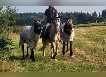 Spanisches Sportpferd, Stute, 16 Jahre, 152 cm, Roan-Red