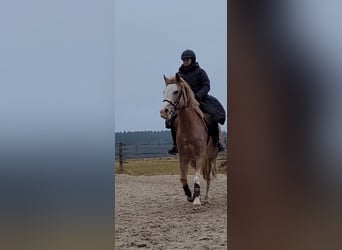 Spanisches Sportpferd, Stute, 16 Jahre, 152 cm, Roan-Red