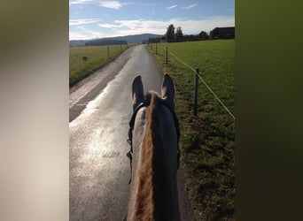 Spanisches Sportpferd, Stute, 16 Jahre, 152 cm, Roan-Red