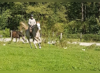 Spanisches Sportpferd, Stute, 16 Jahre, 152 cm, Roan-Red