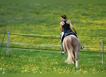 Spanisches Sportpferd, Stute, 16 Jahre, 152 cm, Roan-Red